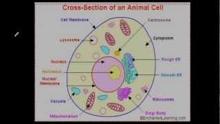 Plant and Animal Cell Overview The Basics from Thinkwell Biology [upl. by Nylisoj759]