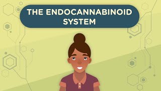 The Endocannabinoid System Part 1 [upl. by Tjon887]