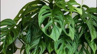 10 Vibrant Hanging Plants To Beautify Your Space shortsfeed youtubeshorts shortsviral [upl. by Aihsela]