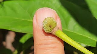 My First Inground Rollinia Fruit In Melbourne [upl. by Aloisia347]