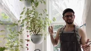 How to Prune an indoor Citronella Geranium Plant  trimming your indoor plants [upl. by Lyontine213]