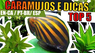 🔴TOP 5 CARAMUJOS PARA AQUÁRIOS PLANTADOS Mr Betta [upl. by Flemming]