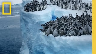 Emperor penguin chicks jump off a 50foot cliff in Antarctica NEVERBEFOREFILMED FOR TV  Nat Geo [upl. by Oiretule620]