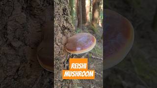 The Reishi Mushroom Its Medicinal [upl. by Nalad]