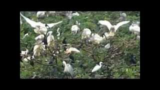 Vedanthangal Bird Sanctuary [upl. by Nedearb795]