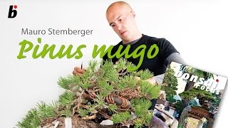 Mauro Stemberg Demo on a Pinus Mugo [upl. by Gariepy623]