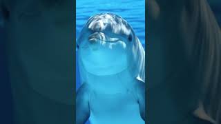 Dolphin Sound Effect Dolphin Noises shorts sound dolphin [upl. by Ssitnerp]