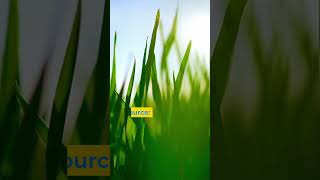 Barley Grass Benefits for Hydration barleygrass [upl. by Acalia]