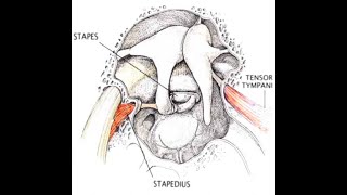 Tensor tympani muscle \origininsertionblood and nerve supply\anatomy [upl. by Juana]