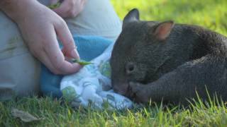 Australia Zoos wombat joey joy [upl. by Iddo]