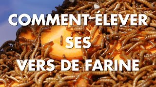 Comment élever facilement ses vers de farine [upl. by Southard852]