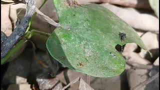 turtle tortoise kacchua turtle tortoise kachhua turtle living in leaf nature [upl. by Babette18]