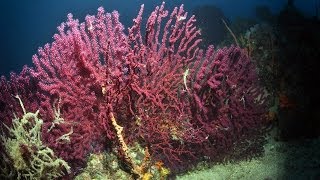 Red Corals of Ayvalık Turkey [upl. by Peltier]