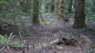 Blacktail Deer  Oregon Cascade Range [upl. by Noryd]