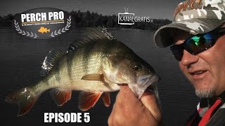 Perch Pro  EPISODE 5  The Next Level of Perch Fishing  Kanalgratisse [upl. by Oric507]