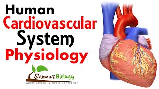 Cardiovascular system physiology [upl. by Rafaelle]