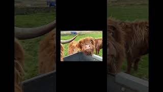 Fun highland cow edit farming cow [upl. by Minni]