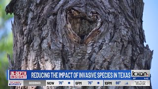 INSIGHT Reducing the Impact of Invasive Species in Texas [upl. by Hoon]