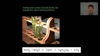 Photosynthesis Expriment  A Biology Lab with Mr Pauller [upl. by Cyprus725]