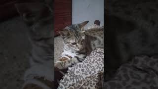 funny cats playing cat kitten cute [upl. by Sari]