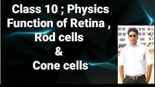 ClassX Physics Retina Rod and cone cells [upl. by Funda]