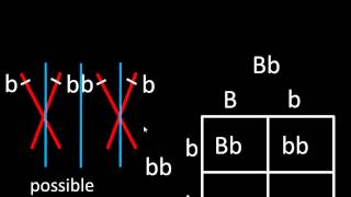 One trait punnett squares [upl. by Naneek]