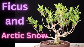 Ficus Microcarpa Tiger Bark Ficus Wrightia Antidysenterica Asian Snow Jasmine Milky Way Snowflake [upl. by Eiser]