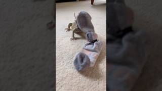 Reposting one of my favourites ❤️🦎🧦 percy new pet cute lizard shortvideo shorts socks [upl. by Orland]