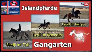 Tölt  Rennpass  Galopp Gangarten Islandpferde Isländer Training Tanja Schienagel [upl. by Samul]