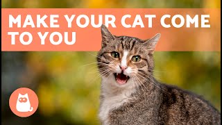 Meows to ATTRACT CATS 🐱🔊 Sounds to Make Your Cat to Come to You [upl. by Roldan]