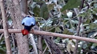 Acrobatics From the Alpha Manakin  March 26 2024 [upl. by Blisse628]