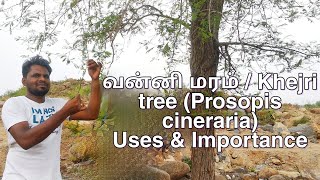 வன்னி மரம்  Khejri tree Prosopis cineraria  Uses amp Importance [upl. by Savanna544]