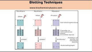 Types and Applications of Blotting Techniques  Blotting Techniques [upl. by Haelam931]