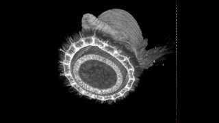 MicroCT scan of a bloodworm Glyceridae Polychaeta [upl. by Niroc991]