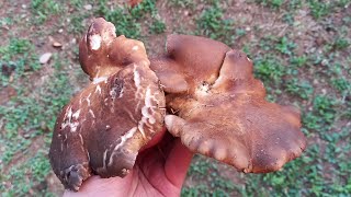 Τα πρώτα Μανιτάρια της παγωνιάς Pleurotus eryngii Lyophyllum fumosum κλπ17 Νοεμβρίου 2024 [upl. by Perce]