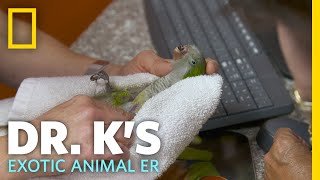 A Beakless Bird Needs Help  Dr K’s Exotic Animal ER [upl. by Radford391]