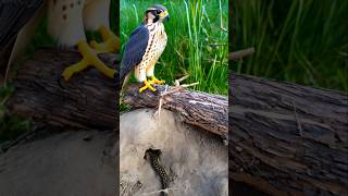 spotted the falcon hunting shortvideo [upl. by Larue1]