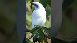 Bali starling on frame [upl. by Arytas]