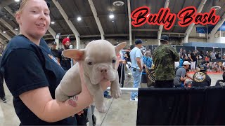 Frenchie  Pitbull  English Bull Dog BULLY BASH 👀 🐶 puppy cutepet bulldog americanbully [upl. by Kaspar]