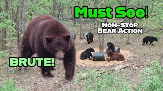 NonStop Bear Hunting Action  a Movie Manitoba [upl. by Grinnell]