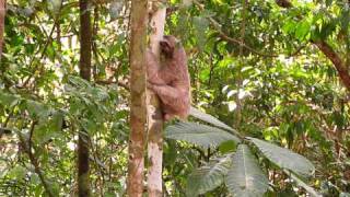 Threetoed Sloth climbing up tree [upl. by Federica]