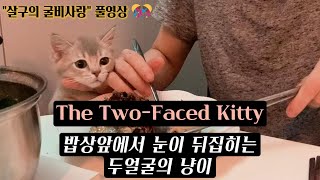 살구의 굴비사랑 풀영상😻🔥 Kittens Love for Gulbi [upl. by Coben]