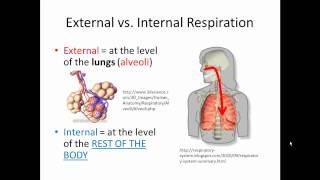 External and Internal Respiration Gas Exchange SIMPLIFIED [upl. by Nnaesor15]