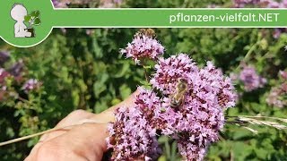 Echter Dost  Oregano  Ganze Pflanze  090718 Origanum vulgare  Essbare Wildkräuter sammeln [upl. by Vashtia]