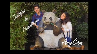 Visitando a los Animales del Zoológico de Chapultepec  CDMX [upl. by Kynthia]