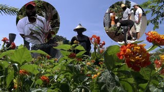 À la Découverte du métier de fleuriste ou horticulteur [upl. by Metabel]