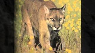 Mountain Lion by Van Wagner [upl. by Salvadore]