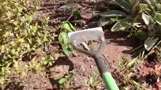 How to hoe weeds [upl. by Lanford]