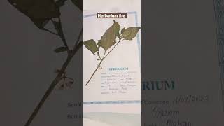 Bsc 3rd semester  Herbarium file  bsc 3rd semester herbarium file [upl. by Izy]