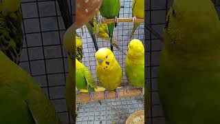 cute yellow amp green budgie birdsbudgieskiduniyabudgiesbirdspetsparakeetshortfeed ytshorts [upl. by Ddarb356]